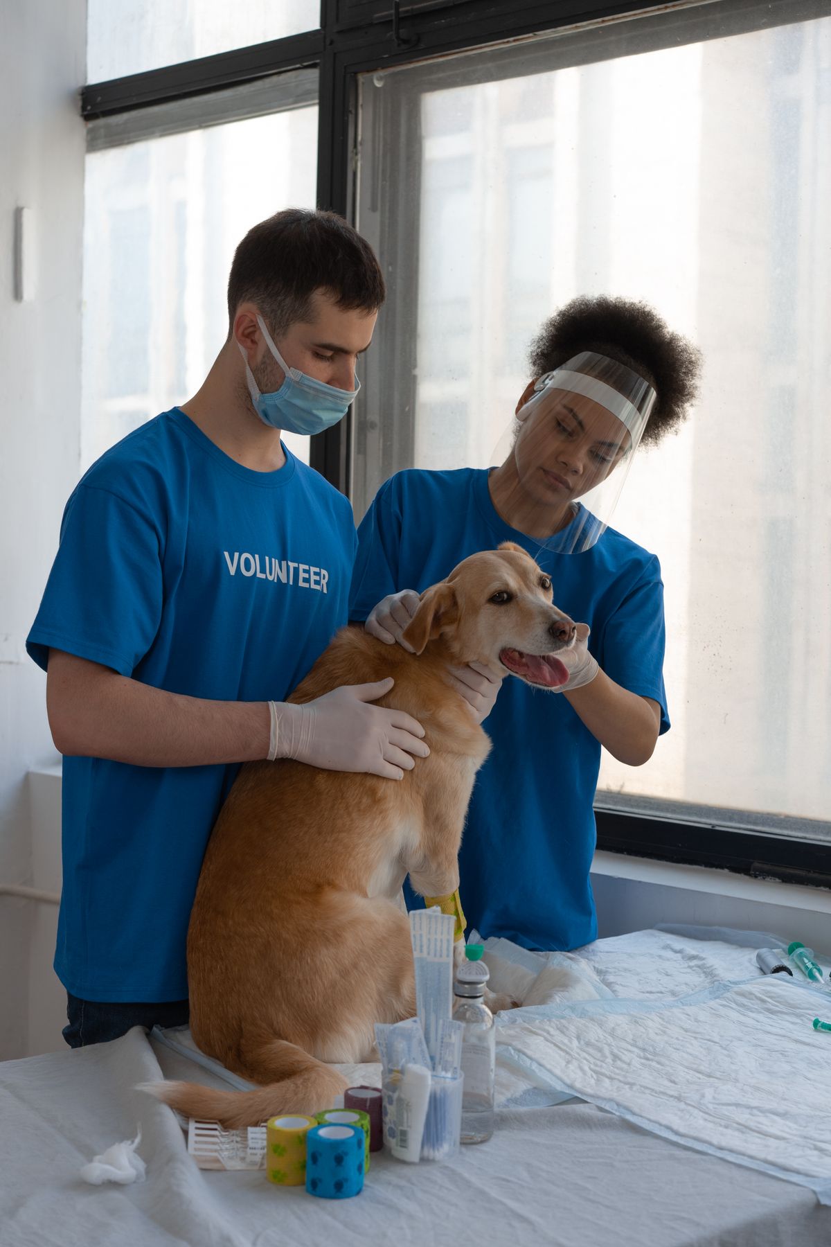 Voluntários cuidando de um cachorro