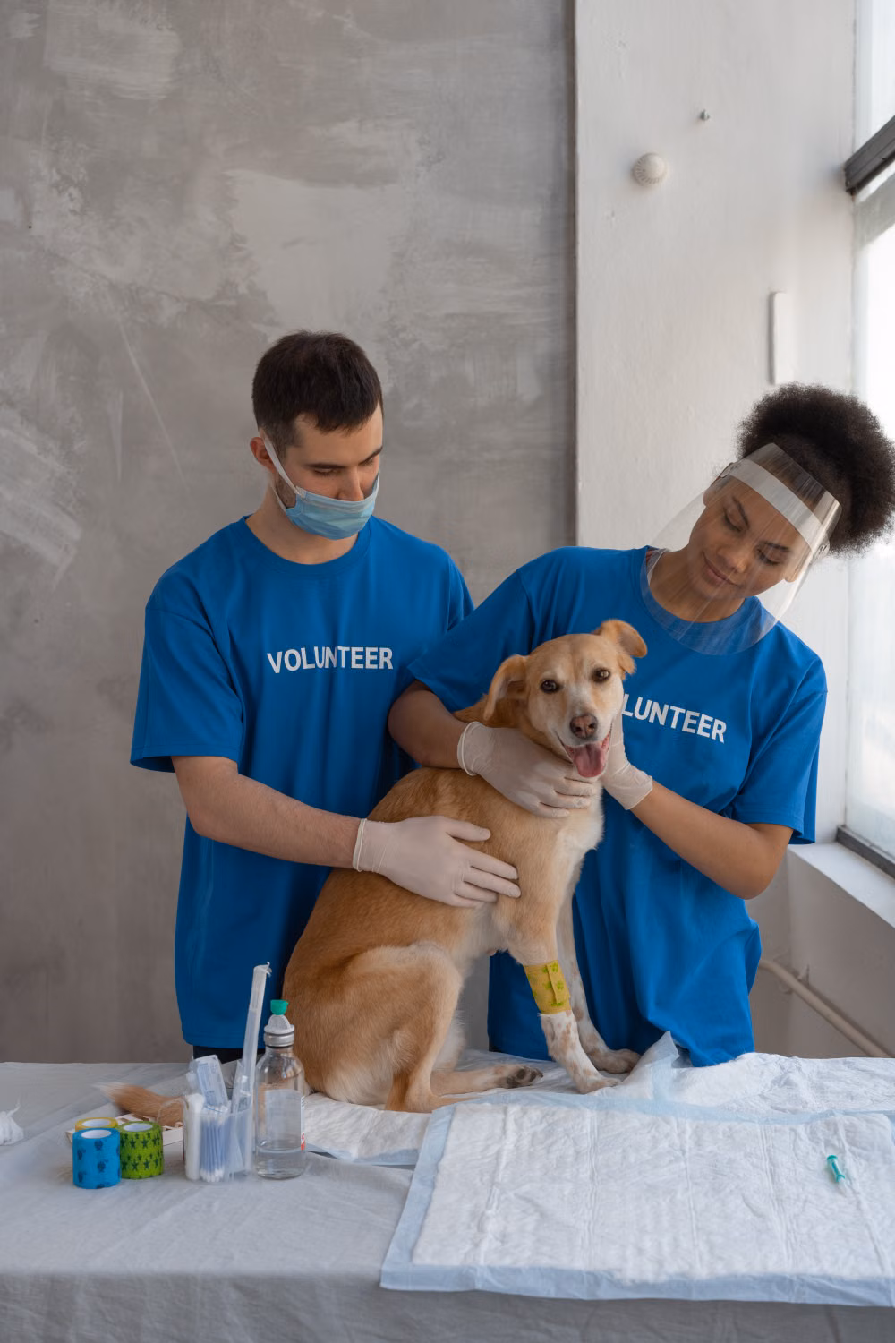 Equipe cuidando de um cachorro durante atendimento veterinário