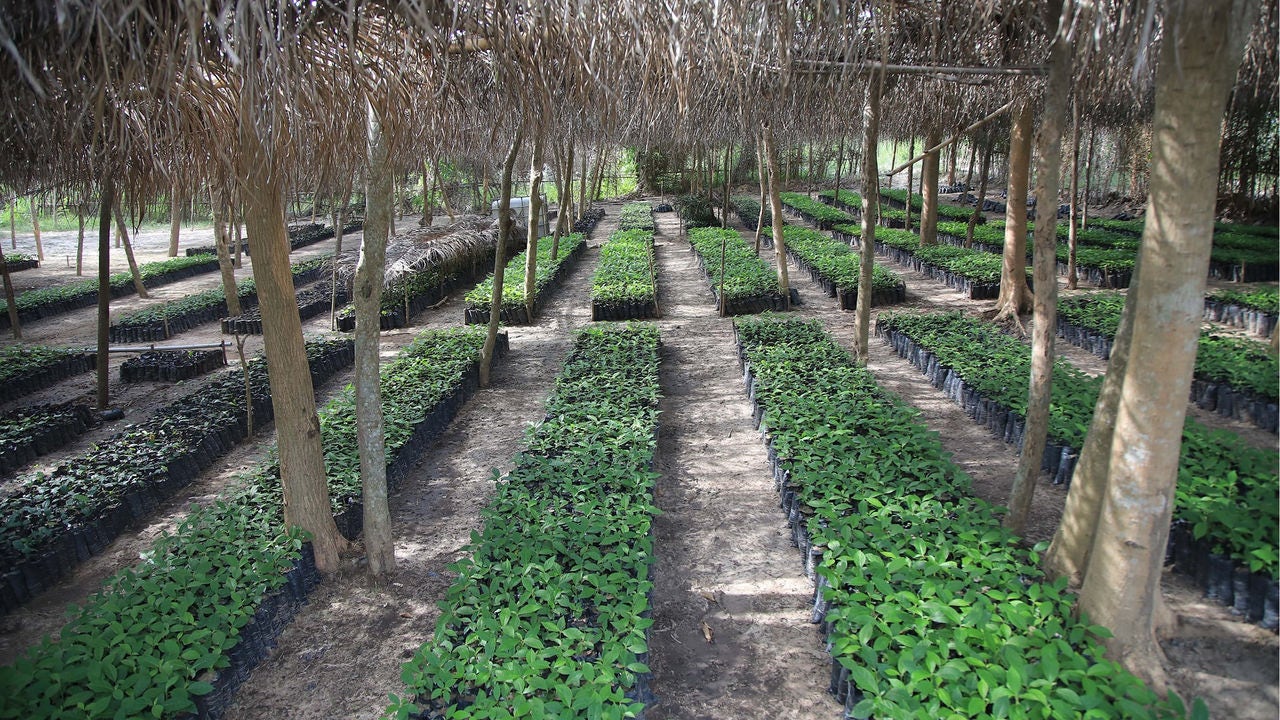 Viveiro de mudas usadas em iniciativas de restauração e agrofloresta